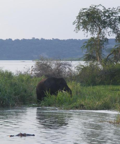 Bull elephant along the Kazinga Channel, Queen Elizabeth National Park