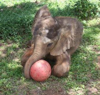 Baby elephant Charles at five months old