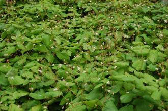 Epimedium pubigerum (05/05/2012, Kew Gardens, London)