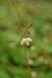 Epimedium pubigerum Flower (05/05/2012, Kew Gardens, London)