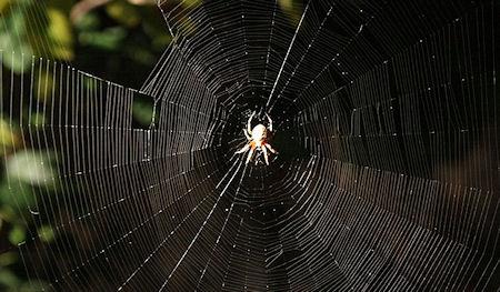 How Does A Spider Spin A Web Between Two Trees?