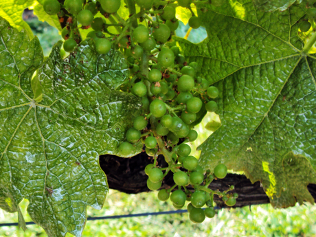 The wine making process