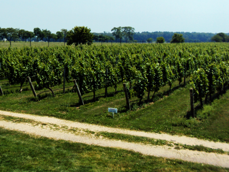 The wine making process