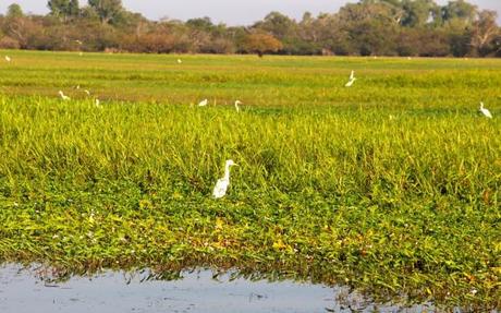 yellow water cruises white birds