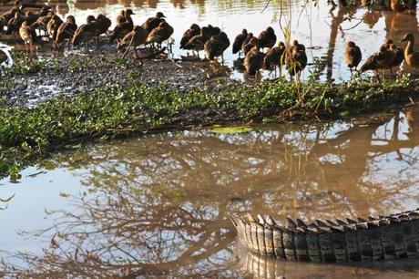 yellow water cruises kakadu croc tail