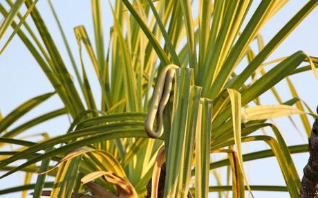 yellow water billabong kakadu snake