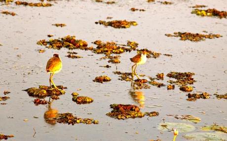 yellow water cruises kakadu_jesus christ birds