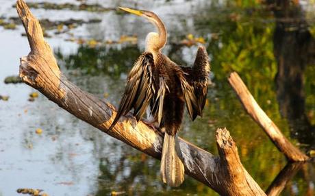 yellow water billabong br bird