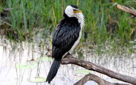 yellow water cruises black and white bird