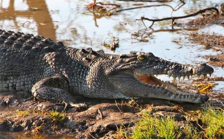 yellow water billabong kakadu croc