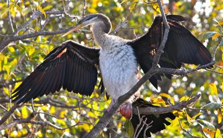 yellow water cruises kakadu bird feathers