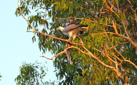 yellow water cruises kakadu bird with fish