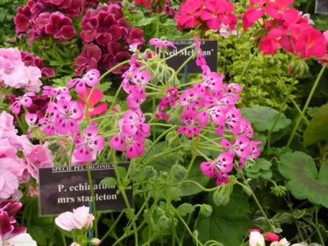 bright pink pelargonium