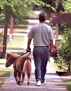 Man led by guide horse: image via buzzle.com