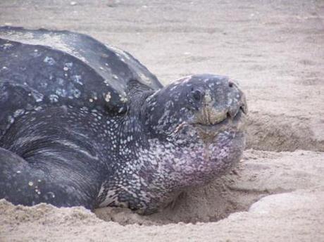 Leatherback Turtle