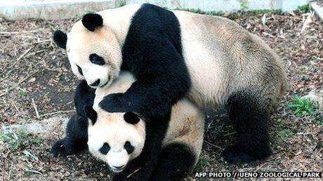 Shin Shin and Ri Ri, parents of newborn giant panda at Tokyo Zoo: image via oddonion.com