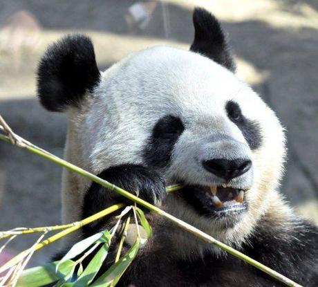Shin Shin munches on bamboo lunch: image via AFP/File, Yoshikazu Tsuno