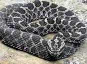 Featured Animal: Rattlesnake
