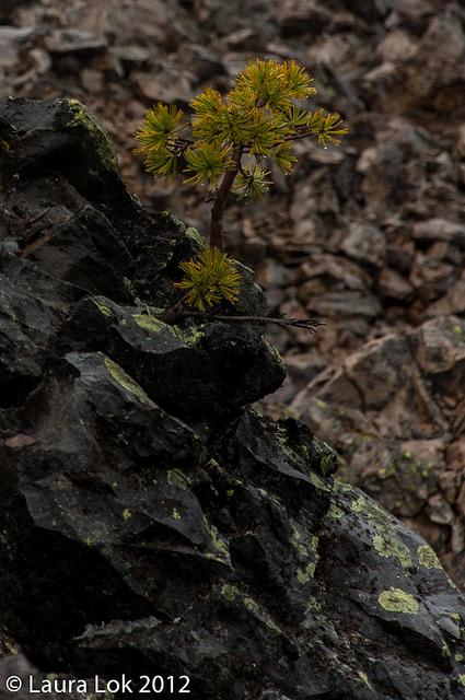 newberry volcano