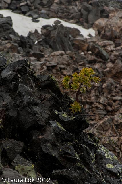 newberry volcano