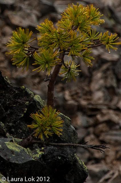 newberry volcano