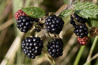 English Blackberries