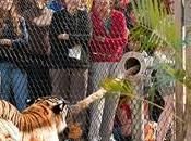 Play With Tiger Busch Gardens