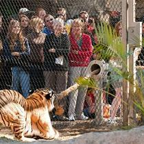 'Tiger Tug' at Busch Gardens, Tampa, FL: image via 970wfla.com