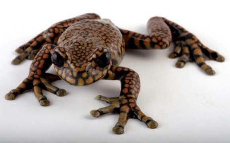 A Prince Among Frogs: Meet Hyloscirtus Princecharlesi