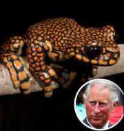 A Prince Among Frogs: Meet Hyloscirtus Princecharlesi