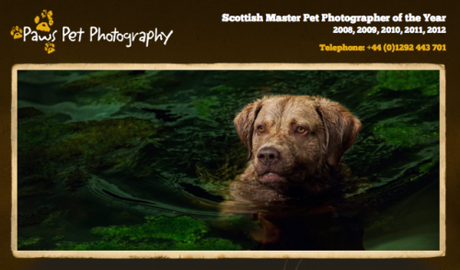 Portrait of A Pet Photography Artist & Who's On Canine Camera