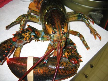 Lobsters Rescued From Certain Death In Strange Scenario