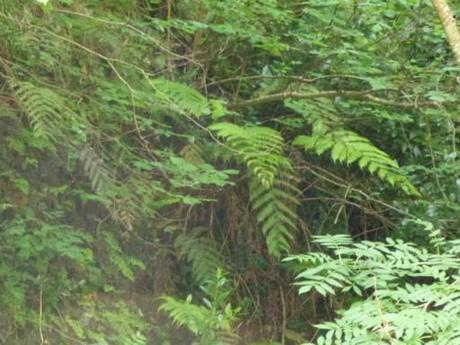 This fern spreads by rooting from the tips of its fronds