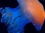 Aliens Look Like Jellyfish With Orange Bottoms