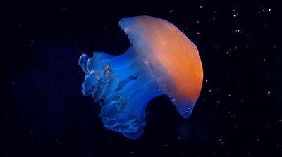 Aliens May Look Like Jellyfish With Orange Bottoms