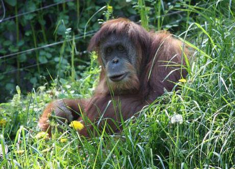 An Orangutan at the Cincinnati Zoo (Photo: Ltshears/Creative Commons via Wikimedia)