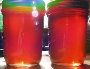 Sand or Chickasaw Plum Jam and Jelly