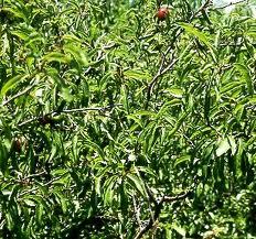 Sand or Chickasaw Plum Jam and Jelly