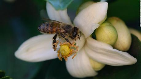 How smart tech could help save the world’s honey bees