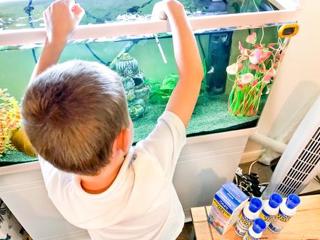 How To Set Up & Take Care Of An Aquarium With Kids