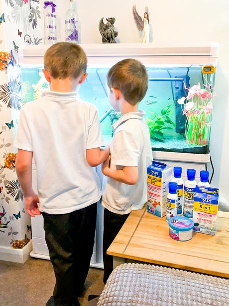 How To Set Up & Take Care Of An Aquarium With Kids