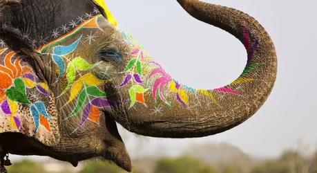 Enchanting Travels India Tours North or South India blog Decorated elephant at the annual elephant festival in Jaipur, India