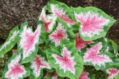 Ten Amazing Plants With Weird and Unusual Leaves