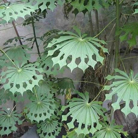Ten Amazing Plants With Weird and Unusual Leaves