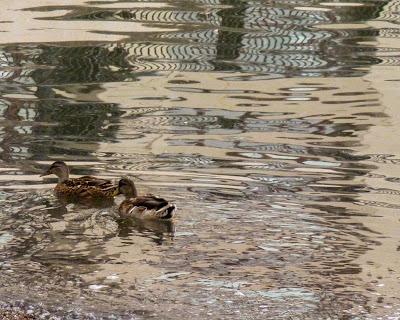 Ripples, ducks, a mast, buildings