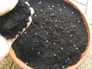 Sowing seeds to ease the covid boredom
