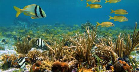Mesoamerican Barrier Reef  ~ heard of Parametric Insurance !