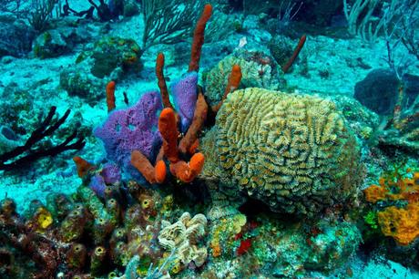 Mesoamerican Barrier Reef  ~ heard of Parametric Insurance !