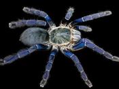 Scientists Have Figured Some Tarantulas Bright Blue