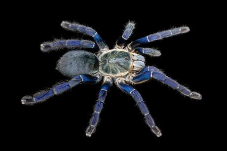 Scientists have figured out why some tarantulas are bright blue